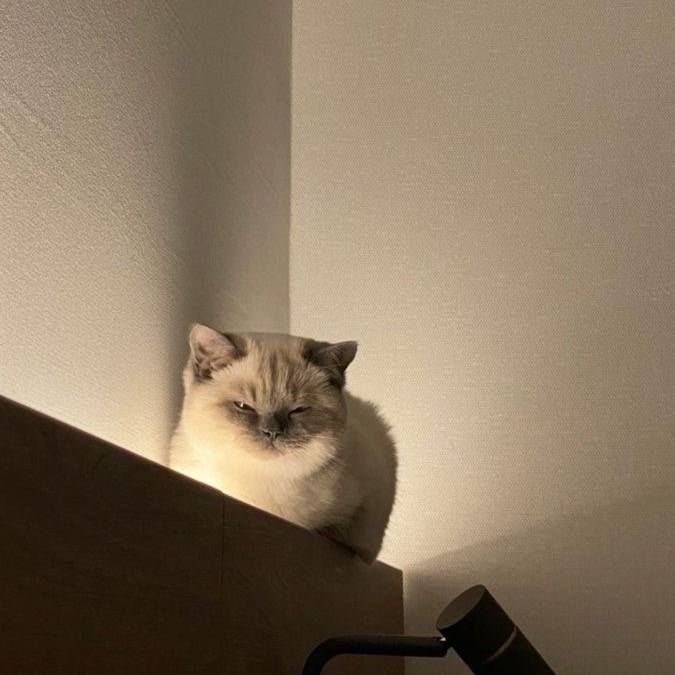 น้องแมวววว