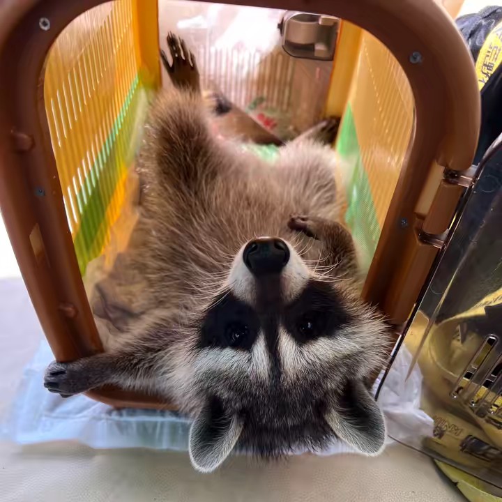 💖🦝ポン太🦝💖(舐ØドラGV3)⬅️荒野行動