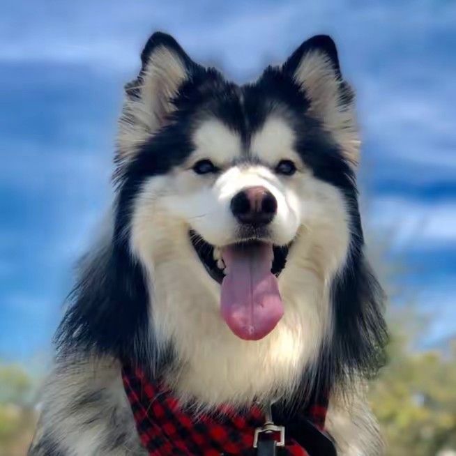 Bandit The Husky
