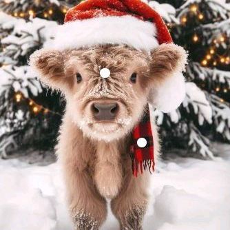 COZY Bear Embroidery