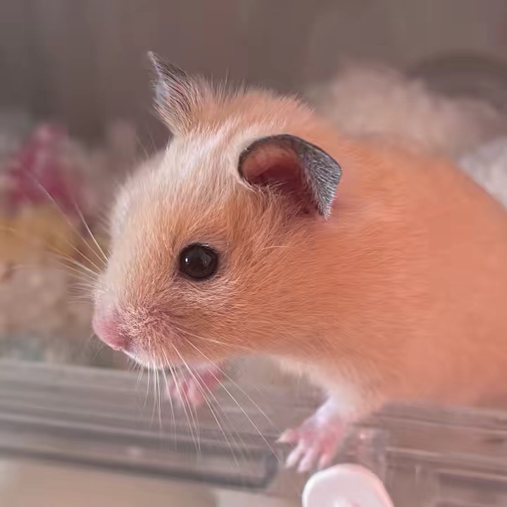 プーさん🧸🍯