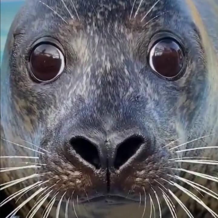 Seal