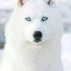 LOBO CARPET INSTALER 🐾