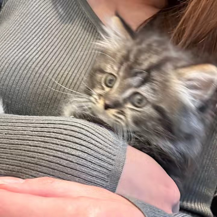 サイベリアンの天