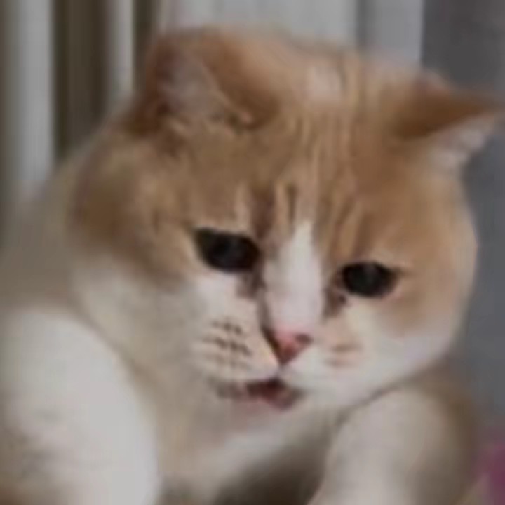 ハナぽてでーす！