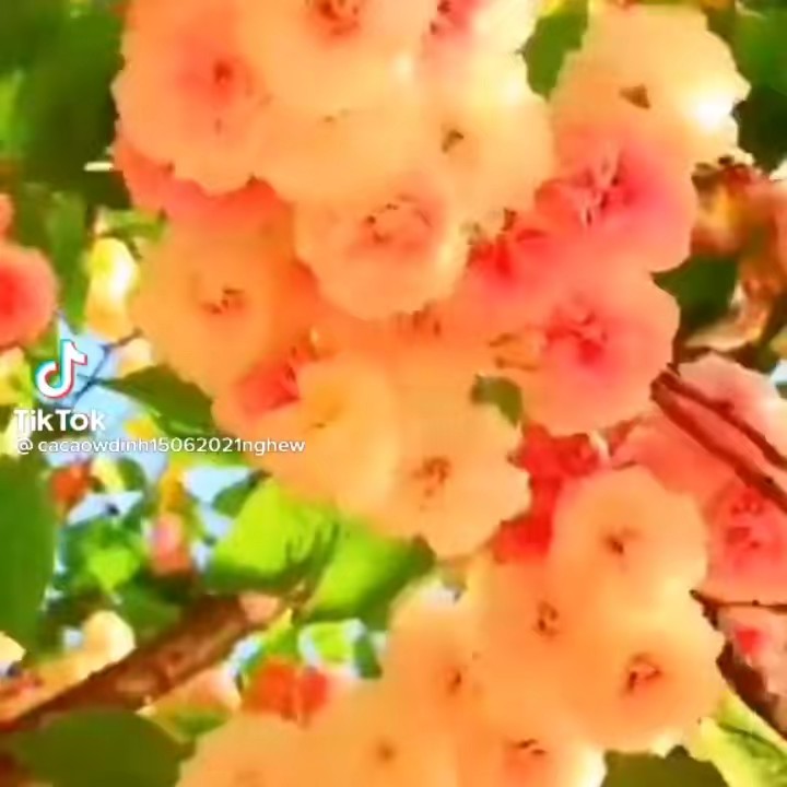 မမရဲ့အချစ်ဆုံးကလေးလေး