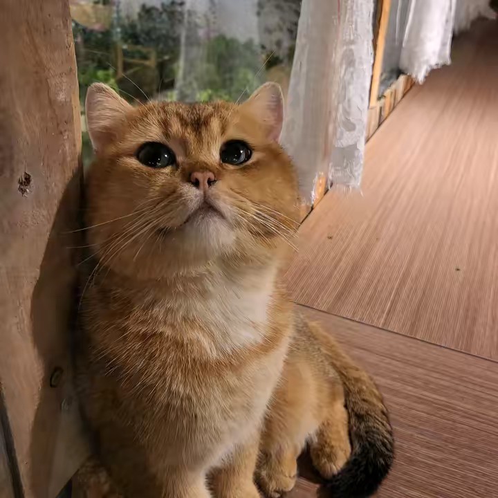 Đập Tôm Mĩ 😼