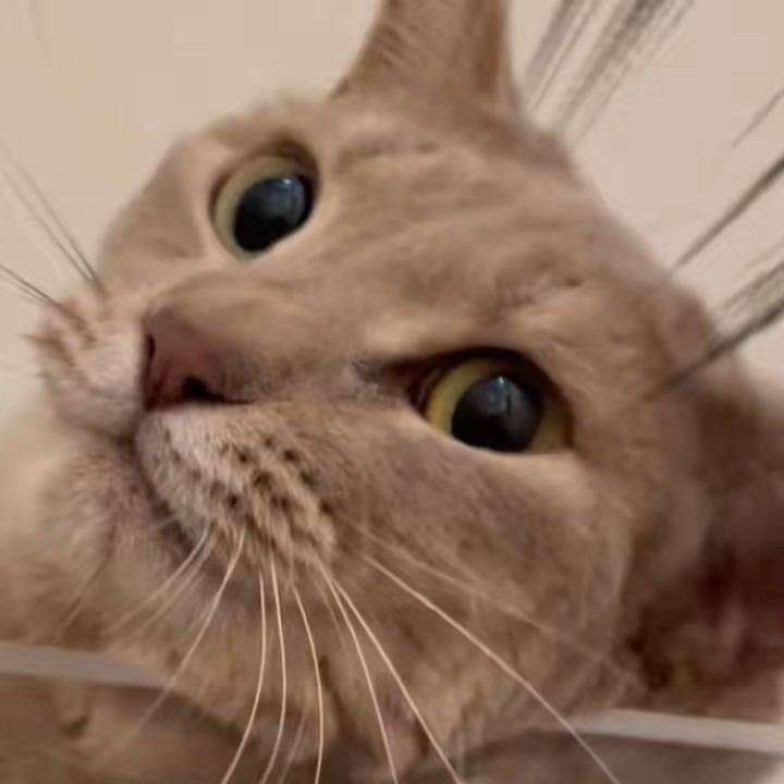 しゃべる猫あさひ君