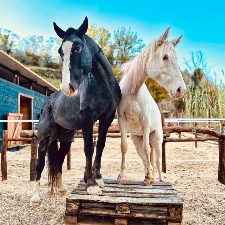 Adone & Shila-horse and fire