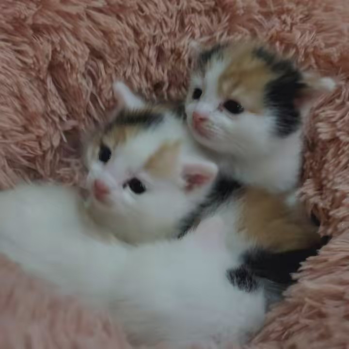 Bella & Twilight Khan 💎