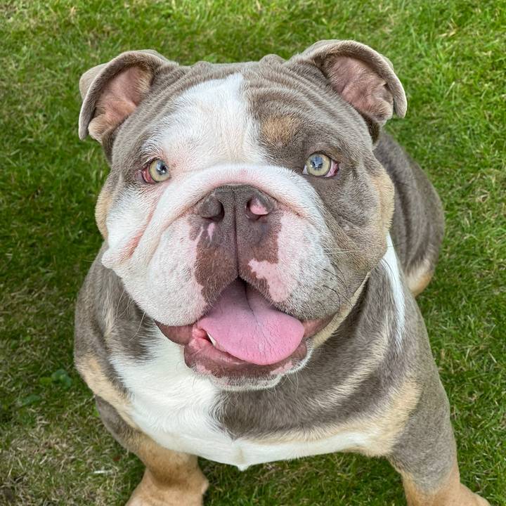 BritishBulldogsUK
