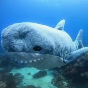 🌊🦈ThomTas🌊🦈