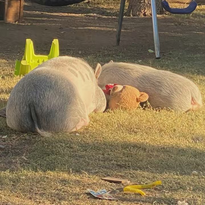 Penny Pig ❤️🐷