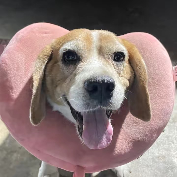 ทาสหมา ครับผม