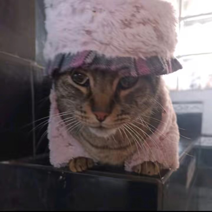 ᴵᴰ★𝒁𝒐𝒆✿