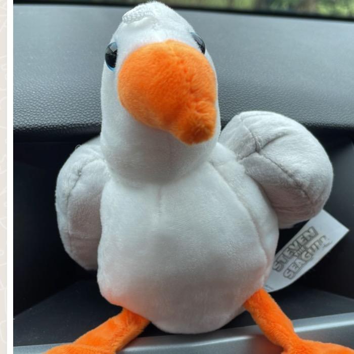 Stephen_seagull
