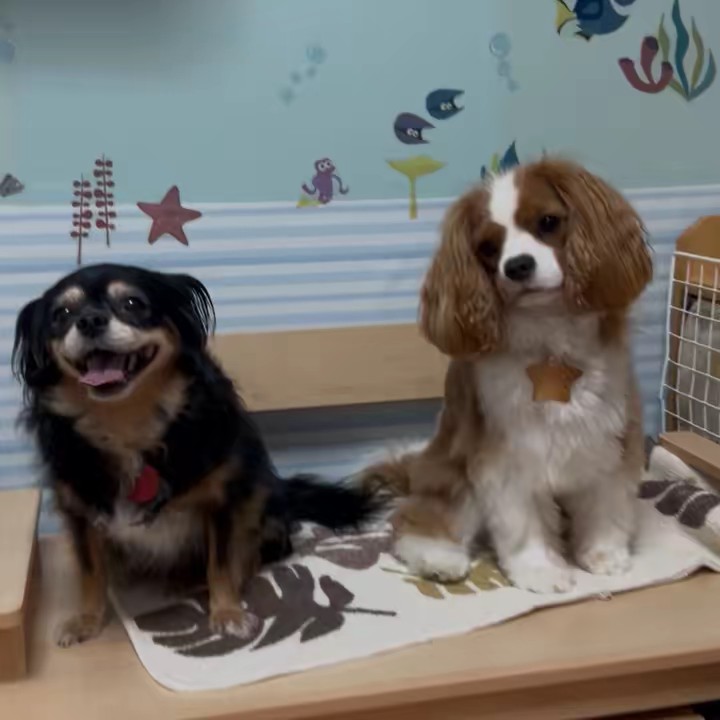 rei 😊riku 🐶🐾🐶rima