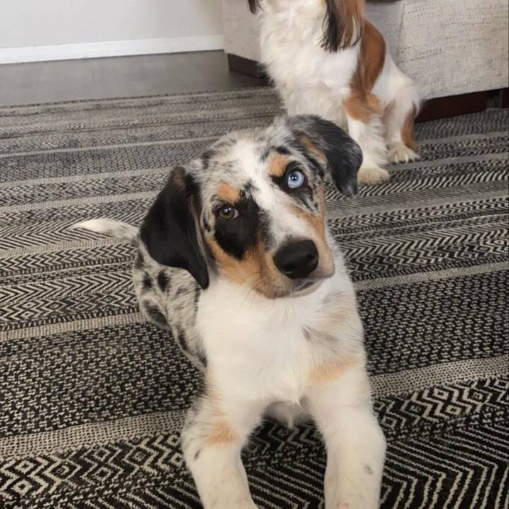 Other Peoples’ Pets