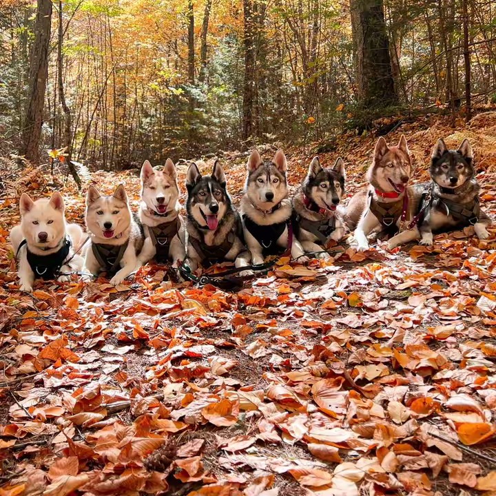 Eight Fluffy Tails