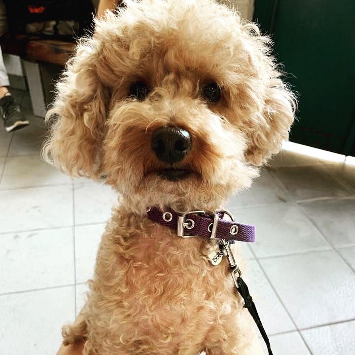 Mi pequeño Lucky🍀