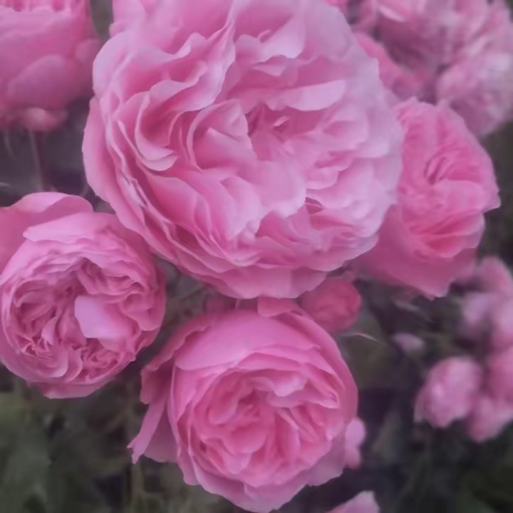 القيصر السوري