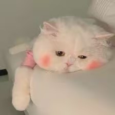 mycatso_cute