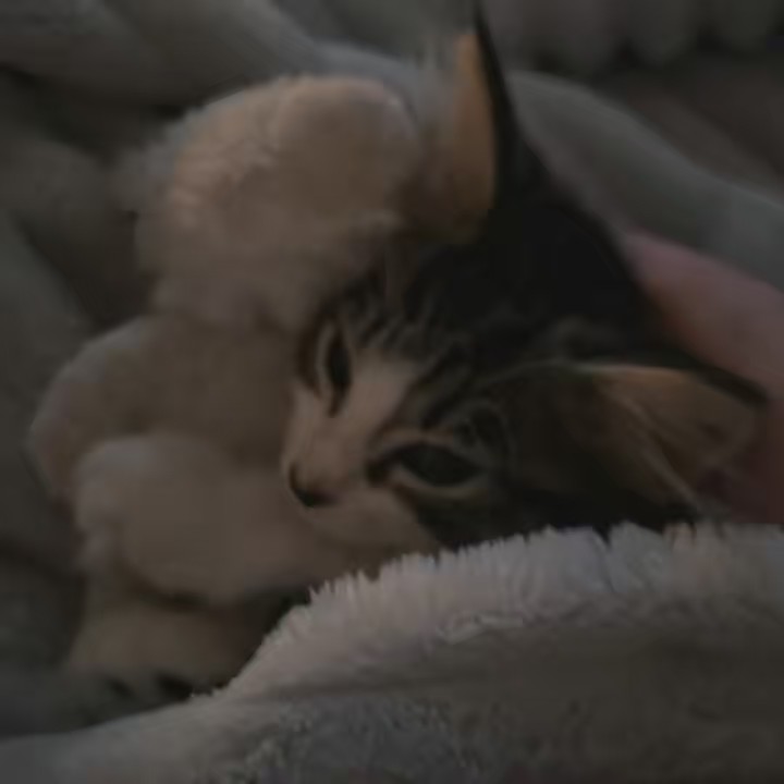 ꧁🌑🖤✨𝓒𝓱𝓲𝓶𝓾𝓮𝓵𝓸 ✨🖤🌑꧂