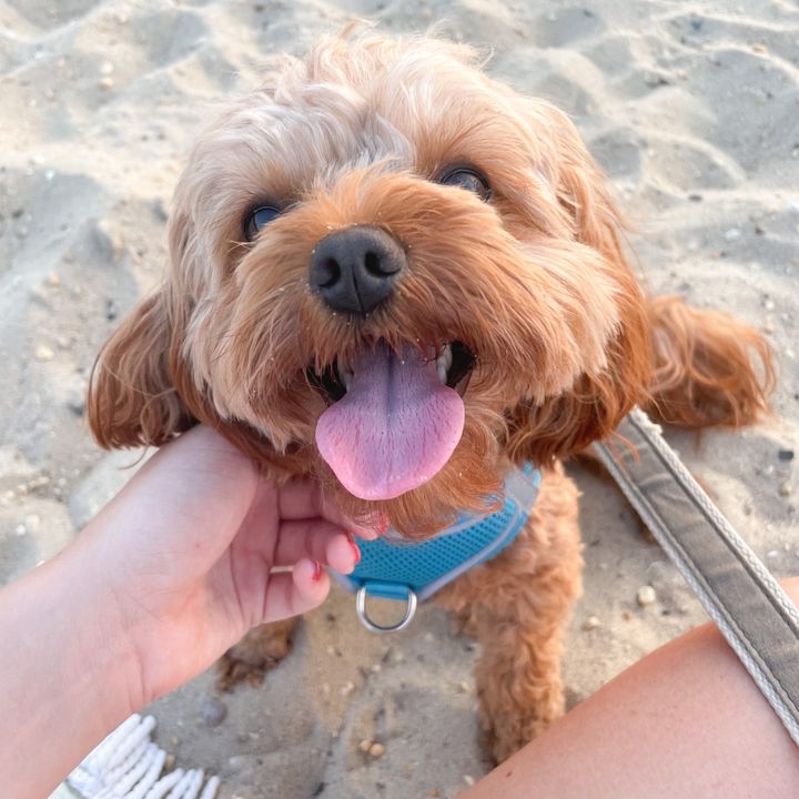 Tucker the Cavapoo 🐾