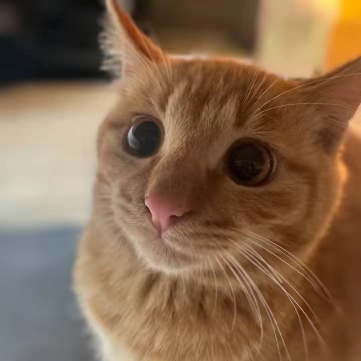 野良猫にゃん太郎