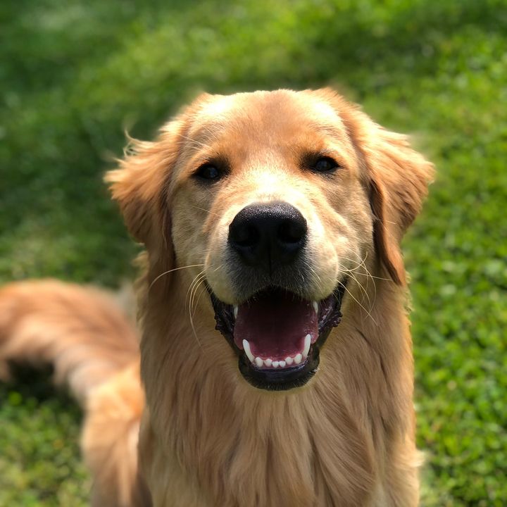 kiko 🦮🐶🍳💕