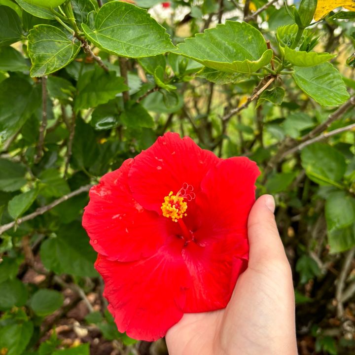 FROG GIRL🐸👹🐸