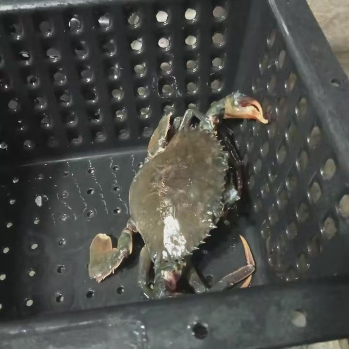 Chùm sỉ tổng hộp NB giá sĩ