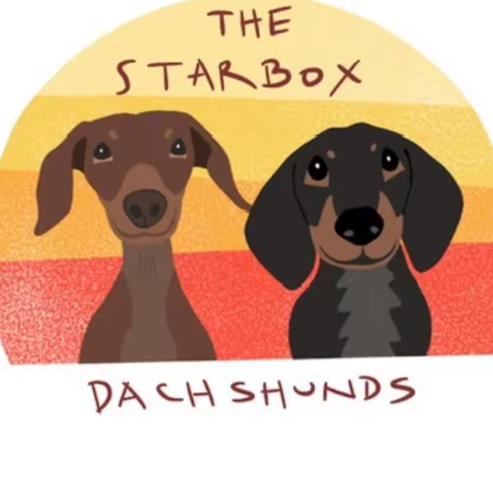 Starbox Dachshunds