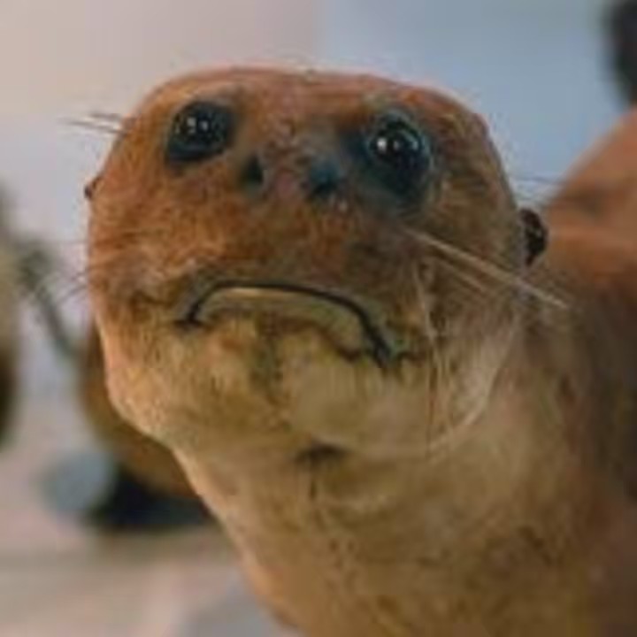 I follow everyone back