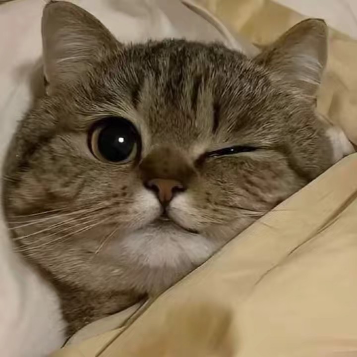 🧿🇯🇵Kitty🇯🇵🧿