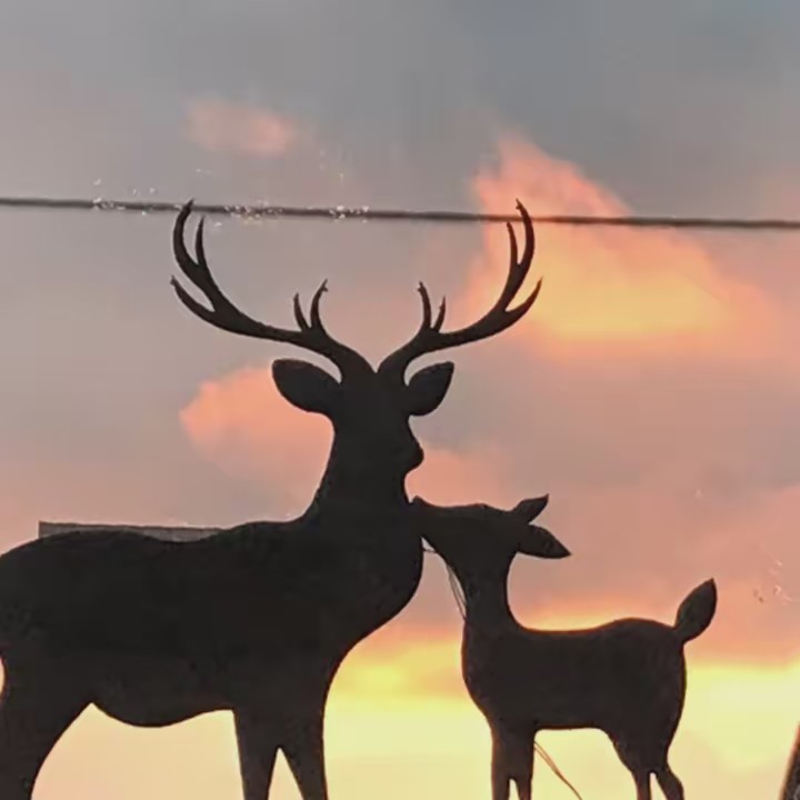 Bablee‘ Amazing Wild Animal
