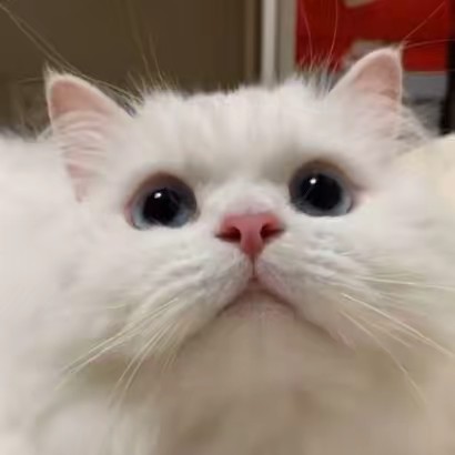 ชาเขียวปั่น🥤