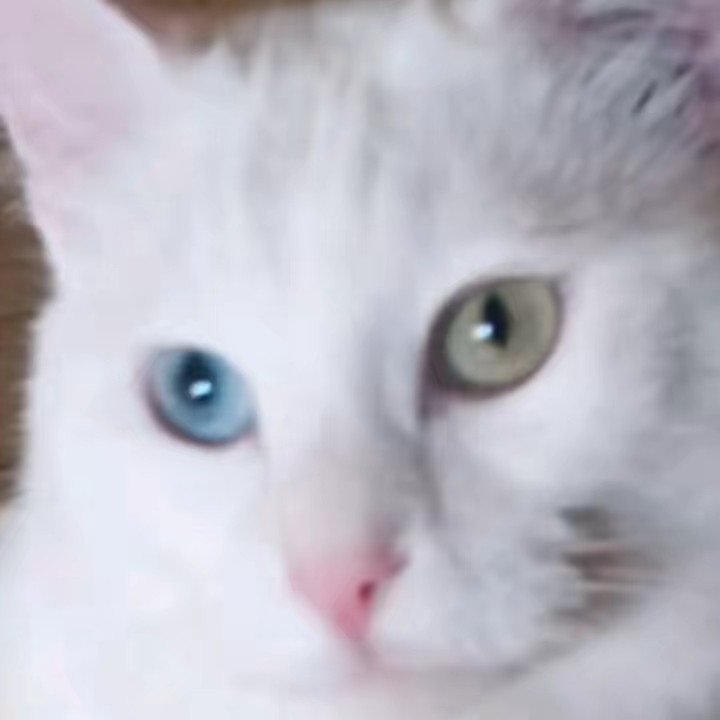 Leo Minù 🐱🐱Holly😽😽