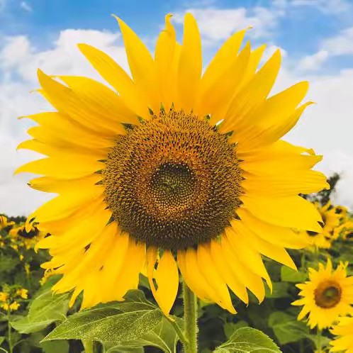 โกดังของดีของถูก234