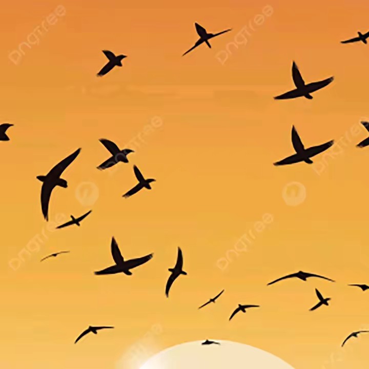 الطائر المهاجر