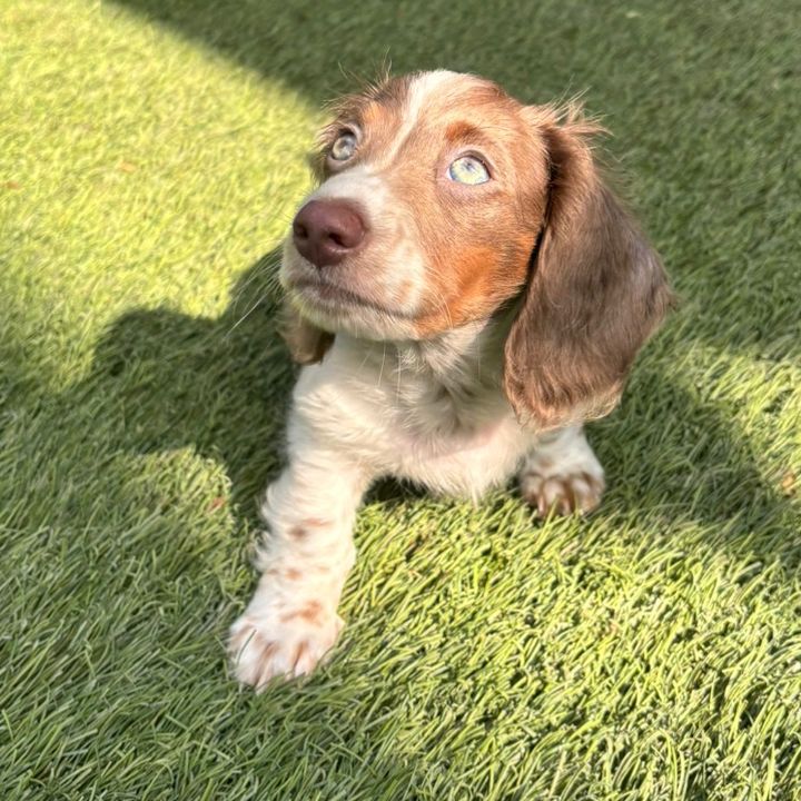 milo the mini dachshund