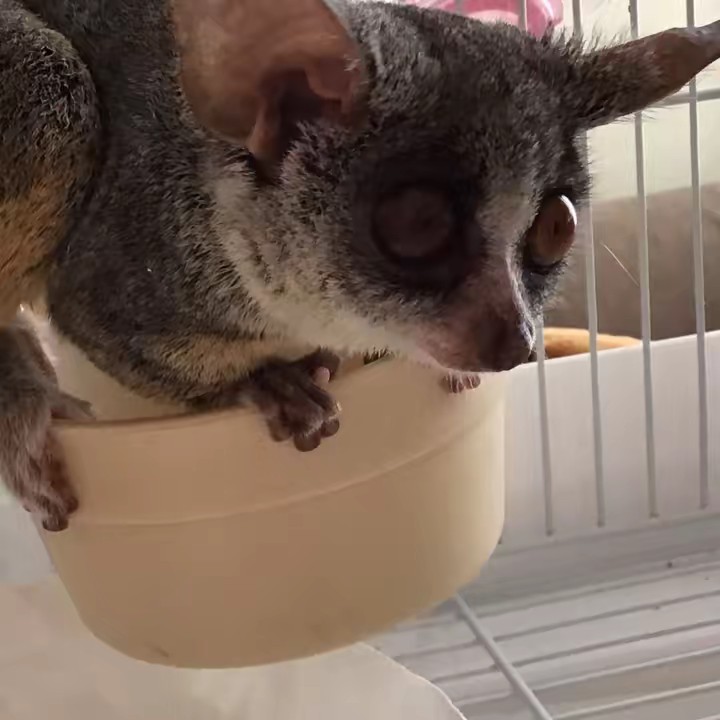 だんすしましょ