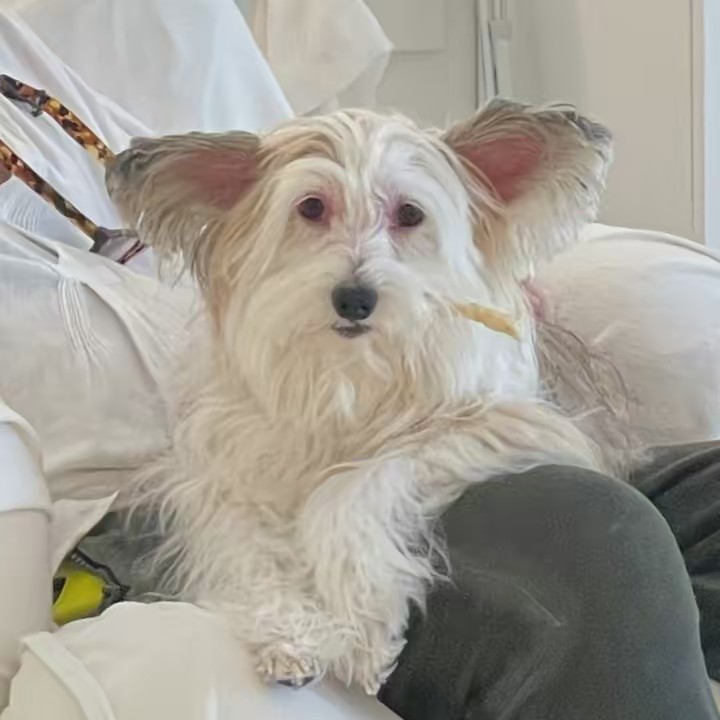 Gigi The Chinese Crested