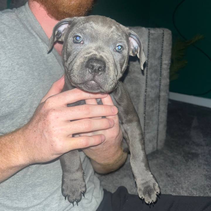 Oscar The Blue Staffie