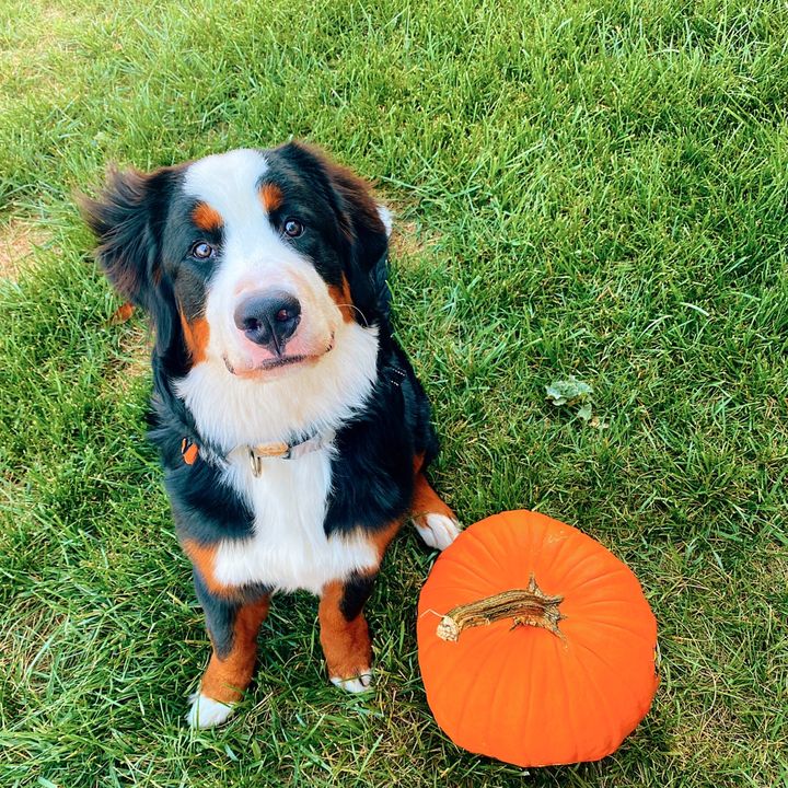 boonetheberner