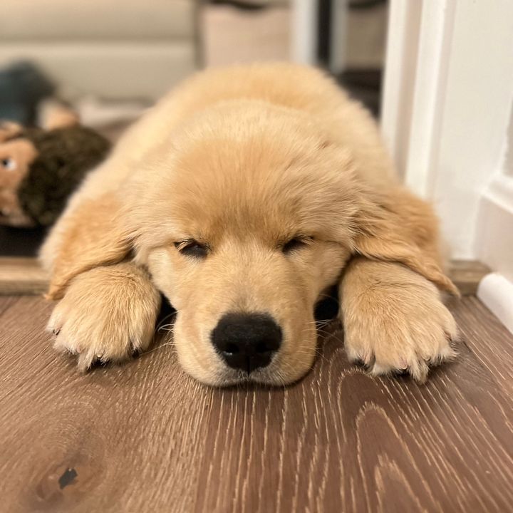 Teddy the Golden Bear Cub