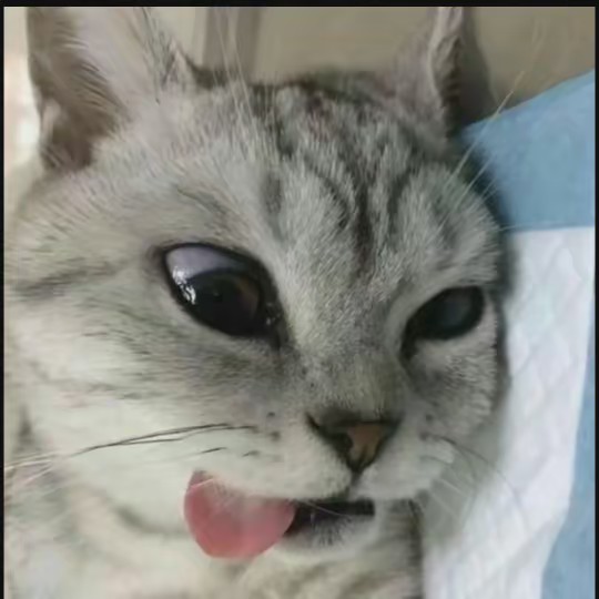 ♡•𝐒𝐄𝐋𝐄𝐍𝐄•♡