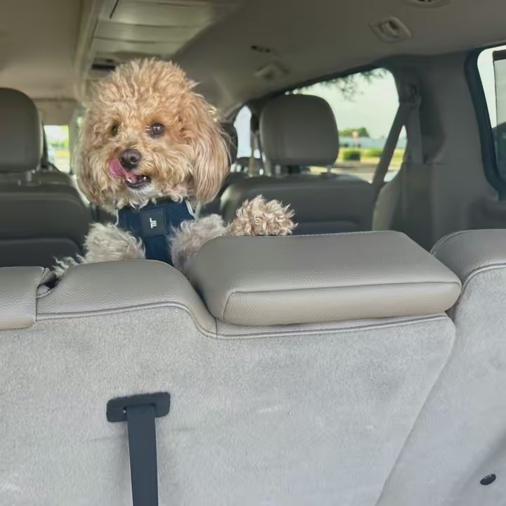 Little Princess Gracie