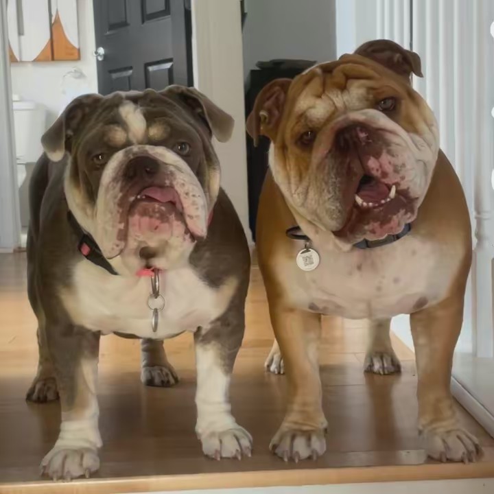 HankandLucyBulldogs 💙