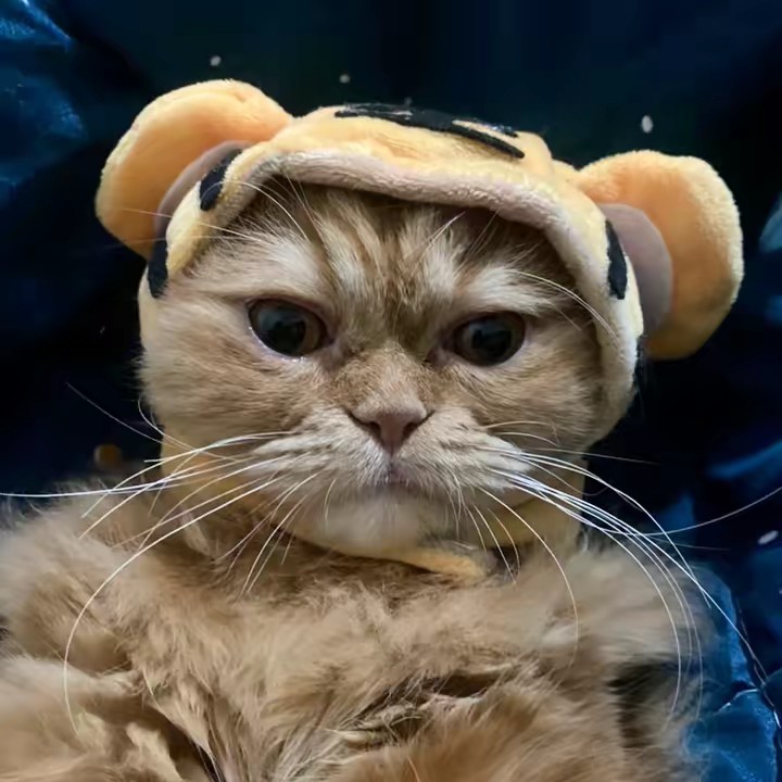 ปลาช่อนรีวิว